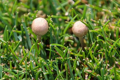 На евпаторийской "Арене-Крым" пошли в рост грибы